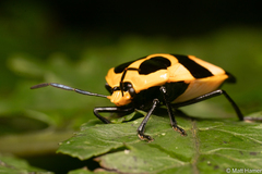 Catacanthini
