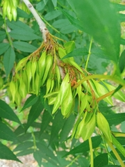Fraxinus angustifolia oxycarpa