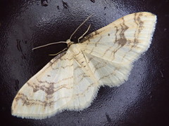 Pseudostegania defectata