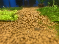 Boraras urophthalmoides