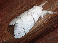 Calliteara pseudabietis