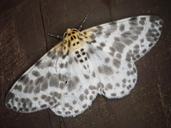 Metabraxas clerica