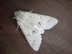 Acronicta vulpina