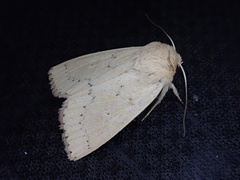 Mythimna inornata