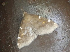 Paracolax albinotata