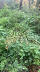 Elymus californicus