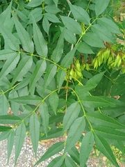 Fraxinus angustifolia oxycarpa