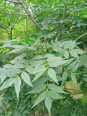 Fraxinus angustifolia oxycarpa
