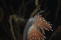 Coryphella
