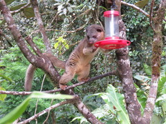 Olingo photo 2