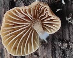 Simocybe haustellaris