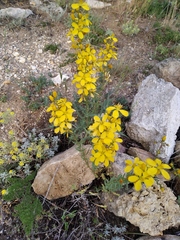 Hypericum elongatum