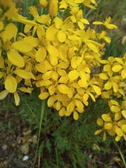 Hypericum elongatum