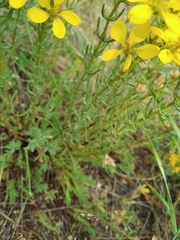 Hypericum elongatum