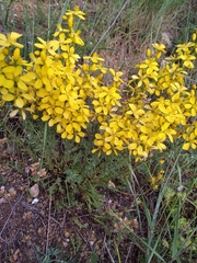 Hypericum elongatum