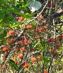 Erythrina suberosa