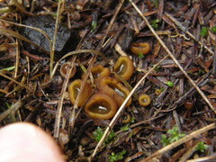 Aleurina