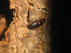 Glischrochilus japonius