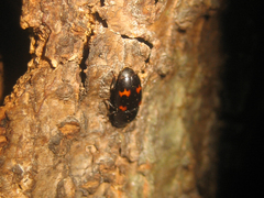 Glischrochilus japonius