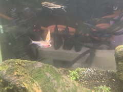 Pristella maxillaris