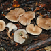 Singerocybe - Photo (c) Jerry Cooper, some rights reserved (CC BY), uploaded by Jerry Cooper