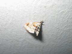 Trichophysetis cretacea