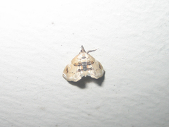 Trichophysetis cretacea