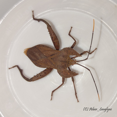 Molipteryx hardwickii