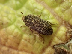 Dermestes undulatus