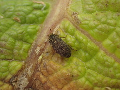 Dermestes undulatus