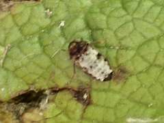 Dermestes undulatus
