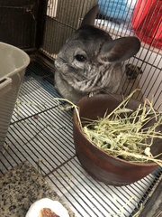 Chinchilla lanigera