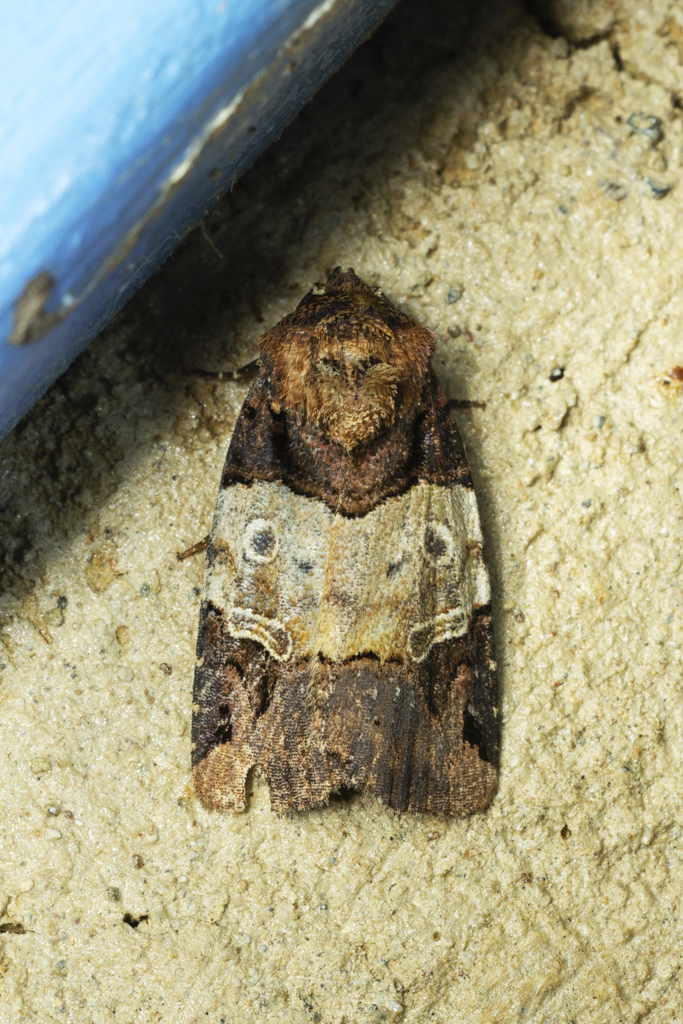 Hampsonodes naevia