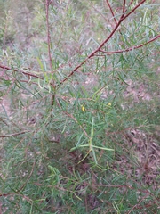 Persoonia nutans