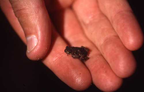 Loveridges Snouted Toad, Mertensophryne micranotis