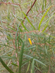 Persoonia nutans