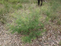 Persoonia nutans