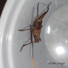 Molipteryx hardwickii