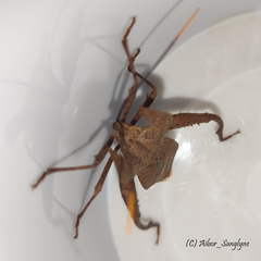 Molipteryx hardwickii