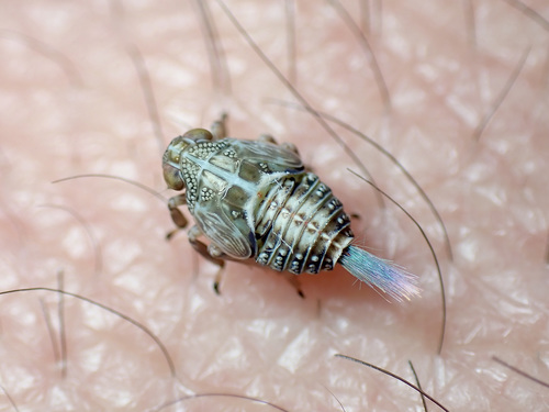 Common issid planthopper photo 4