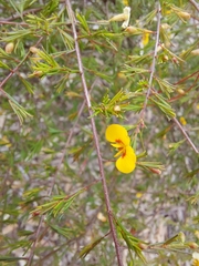 Dillwynia tenuifolia