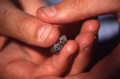Mertensophryne micranotis