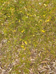 Dillwynia tenuifolia