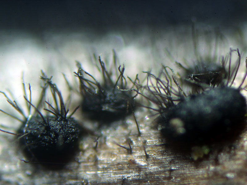 Pyrenochaeta