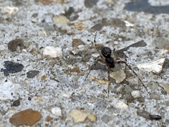 Steatoda triangulosa
