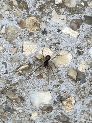Steatoda triangulosa