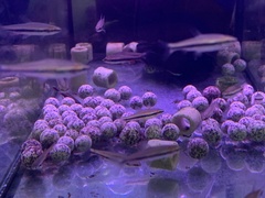 Golden Pencilfish photo 4