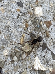 Steatoda triangulosa