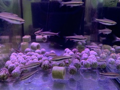 Golden Pencilfish photo 5