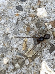 Steatoda triangulosa
